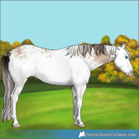 Horse Color:White Spotted Classic Champagne Dun Splash 