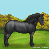 Horse Color:Black Appaloosa