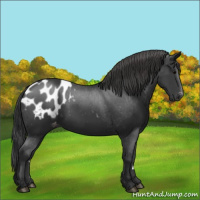 Horse Color:Black Appaloosa 
