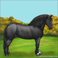 Horse Color:Black Appaloosa 