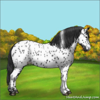 Horse Color:Black Near Leopard 