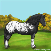 Horse Color:Black Appaloosa 