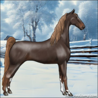 Horse Color:Liver Chestnut 