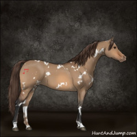 Horse Color:White Spotted Bay Dun Appaloosa