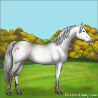 Horse Color:Gray Liver Chestnut 