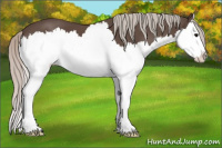 Horse Color:Silver Black Splash 