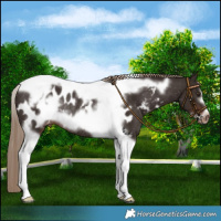 Horse Color:Liver Chestnut Tobiano Frame Appaloosa Rabicano 