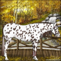 Horse Color:Liver Chestnut Near Leopard