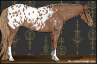Horse Color:Red Roan Appaloosa