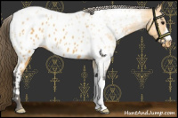 Horse Color:Buckskin Roan Near Leopard 