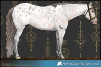 Horse Color:Bay Roan Appaloosa 
