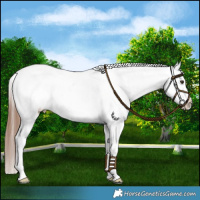 Horse Color:White Spotted Chestnut Blanket 
