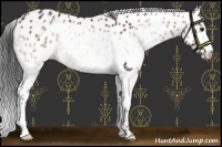Horse Color:Brown Appaloosa 