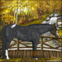 Horse Color:Black Appaloosa 