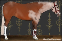 Horse Color:Silver Bay 