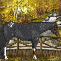 Horse Color:Black Appaloosa 