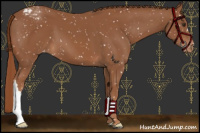 Horse Color:Chestnut Appaloosa 