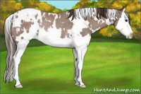 Horse Color:White Spotted Classic Champagne Splash Appaloosa Rabicano