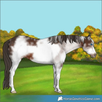 Horse Color:White Spotted Liver Chestnut Sabino Frame