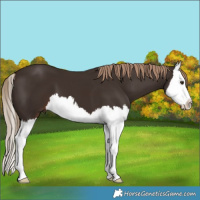 Horse Color:Liver Chestnut Splash 