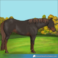 Horse Color:Liver Chestnut 