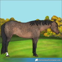 Horse Color:Brown Dun 