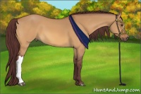 Horse Color:Chocolate Buckskin Dun 