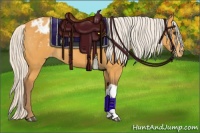 Horse Color:Chocolate Silver Buckskin Appaloosa 