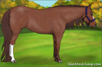 Horse Color:Chocolate Bay Roan