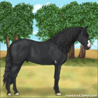 Horse Color:Black 