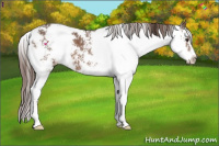 Horse Color:Liver Chestnut Sabino