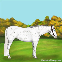 Horse Color:Palomino Ice Pearl Tobiano Appaloosa