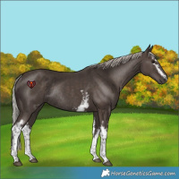 Horse Color:White Spotted Silver Black Rabicano