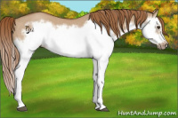 Horse Color:Red Dun Roan Splash Frame Rabicano 