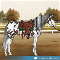 Horse Color:Brown Splash Appaloosa