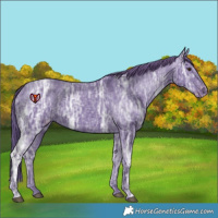 Horse Color:Watercolor Liver Chestnut Ice Appaloosa