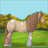 Horse Color:Red Dun Tobiano Appaloosa