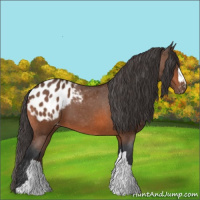 Horse Color:Bay Blanket