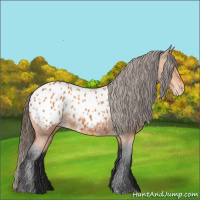 Horse Color:Bay Blanket 