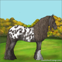 Horse Color:Smoky Black Appaloosa