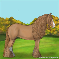 Horse Color:Chestnut Splash 