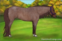 Horse Color:Chocolate Brown Roan 