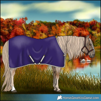 Horse Color:Chocolate Palomino Roan