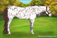 Horse Color:Chocolate Bay Roan Appaloosa 