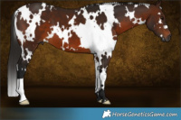 Horse Color:Gray White Spotted Bay 