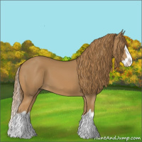 Horse Color:Chestnut Splash