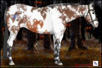 Horse Color:White Spotted Bay 