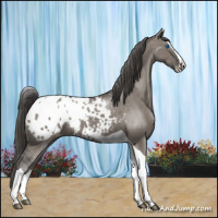 Horse Color:Grullo Splash Tobiano Appaloosa
