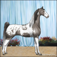 Horse Color:Grullo Splash Tobiano Appaloosa