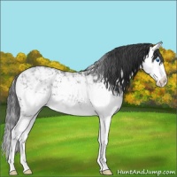 Horse Color:White Spotted Black Ice Sabino Splash 
